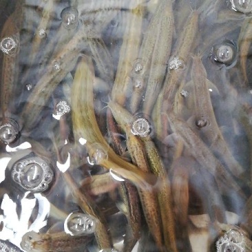 台湾泥鳅40頭左右