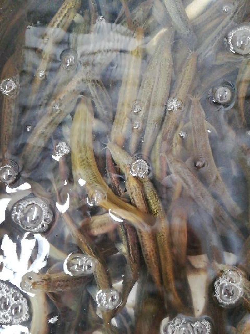 台湾泥鳅40頭左右