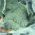 耐寒优秀西兰花0.8~1.2斤