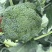 耐寒优秀西兰花0.8~1.2斤