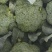 耐寒优秀西兰花0.8~1.2斤