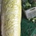 娃娃菜3~4两以上
