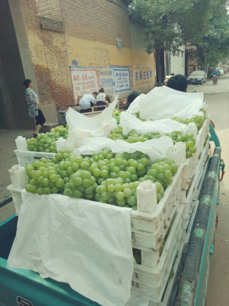 加工厂专用无核青葡萄大炎炎夏日，绿色无核葡萄为你送去清凉