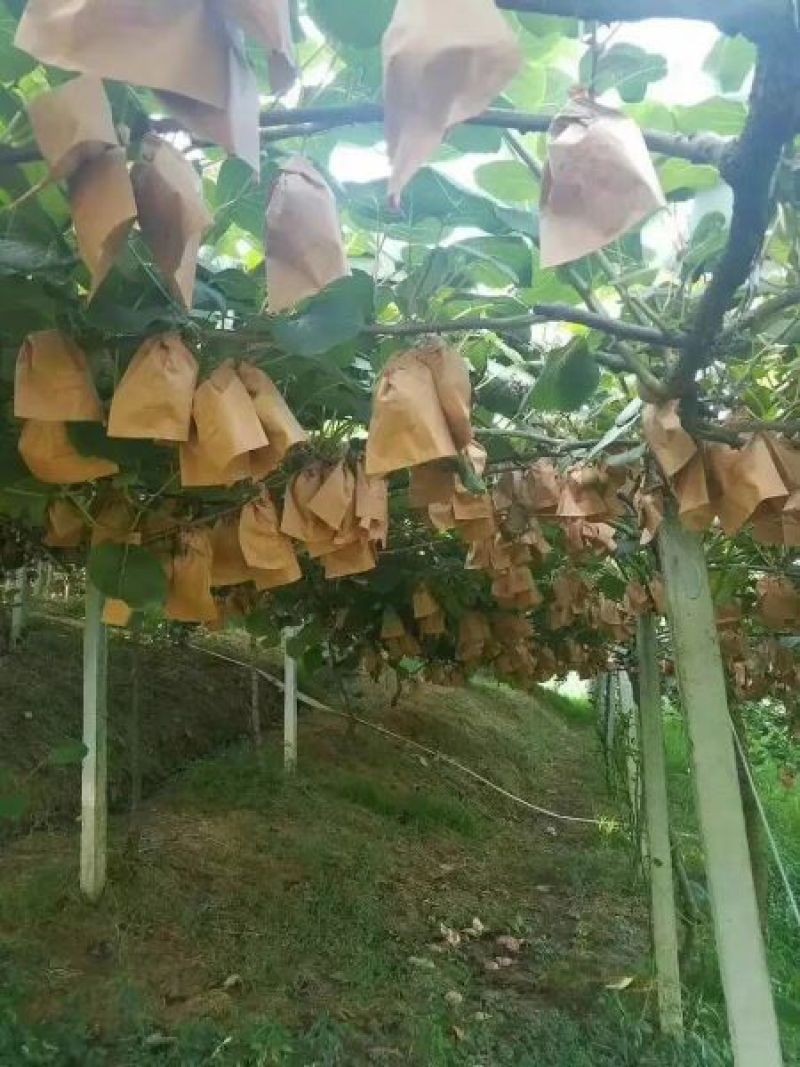 红心弥猴桃