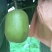 红心弥猴桃