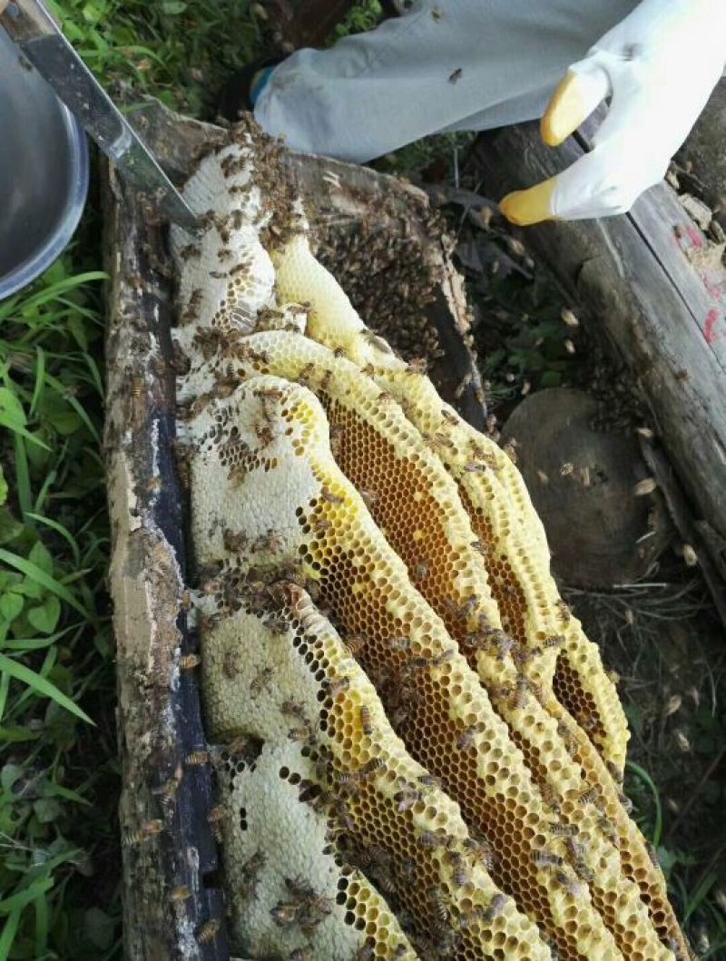 野生秦岭深山棒棒桶土蜂蜜42度2斤装