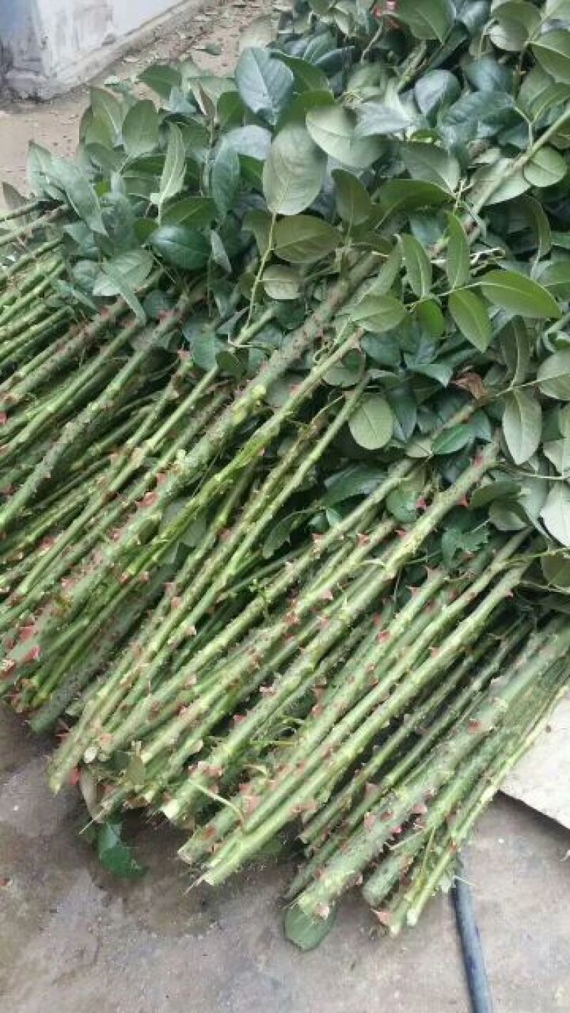 鲜花礼盒，蓝色妖姬38一盒，8盒起批