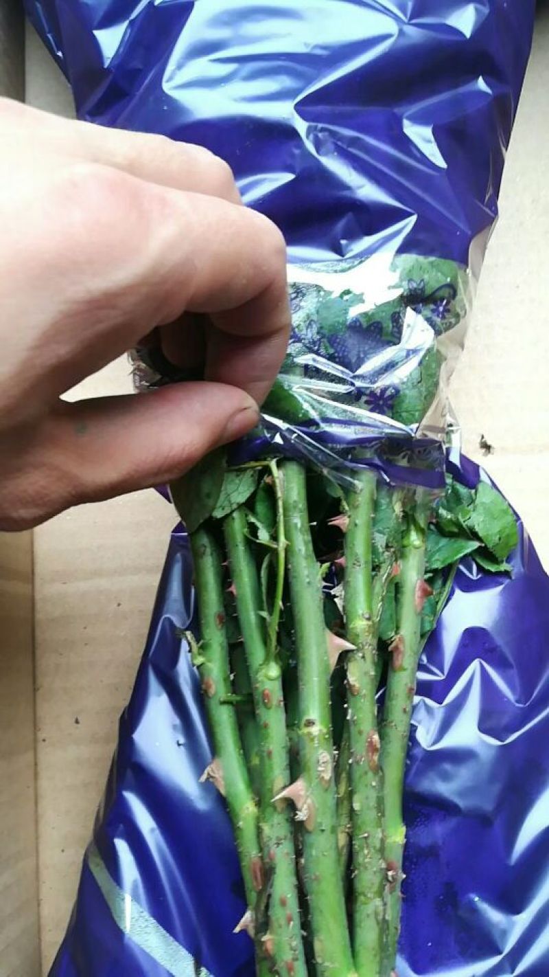 鲜花礼盒，蓝色妖姬38一盒，8盒起批