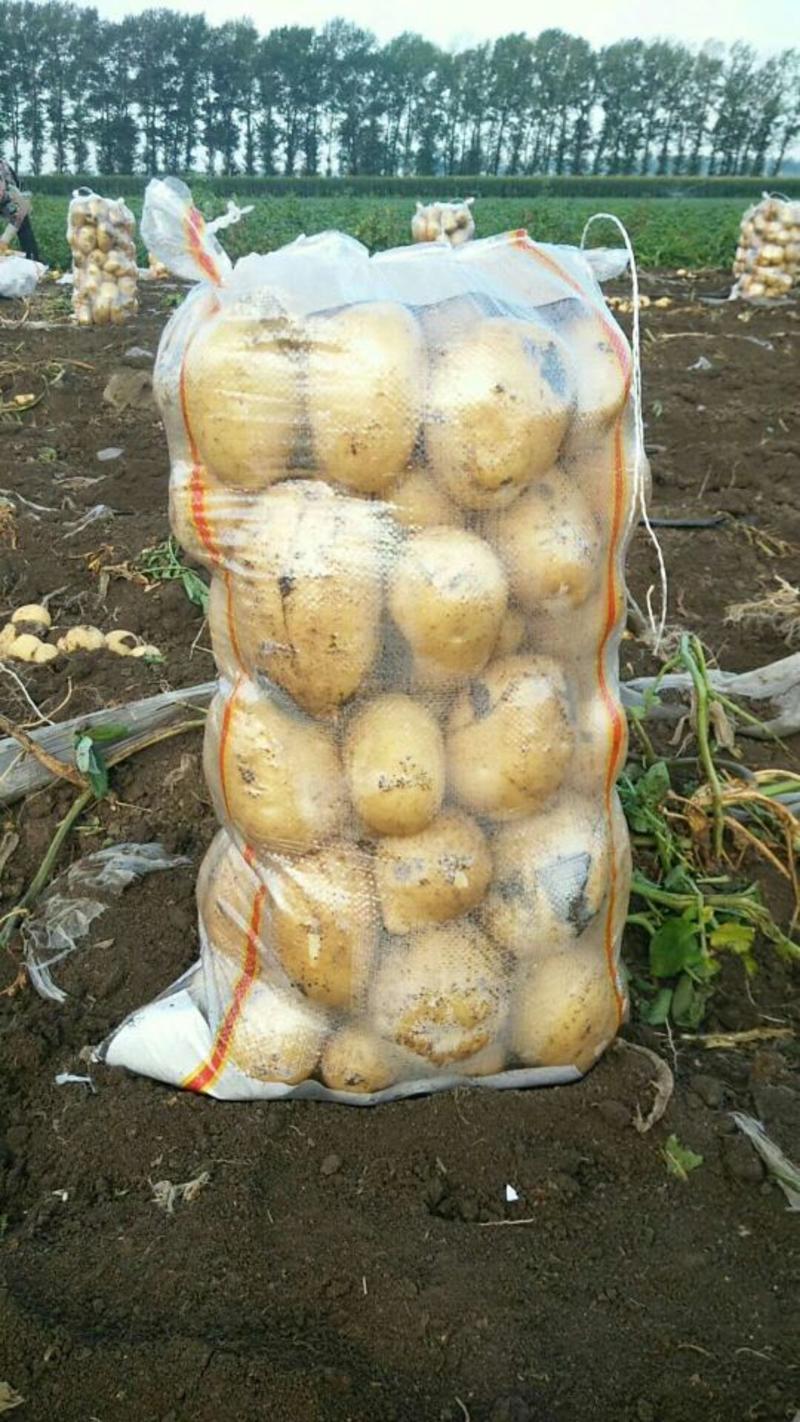 【精品土豆】土豆尤金885黑龙江土豆牡丹江黄皮黄心大土豆