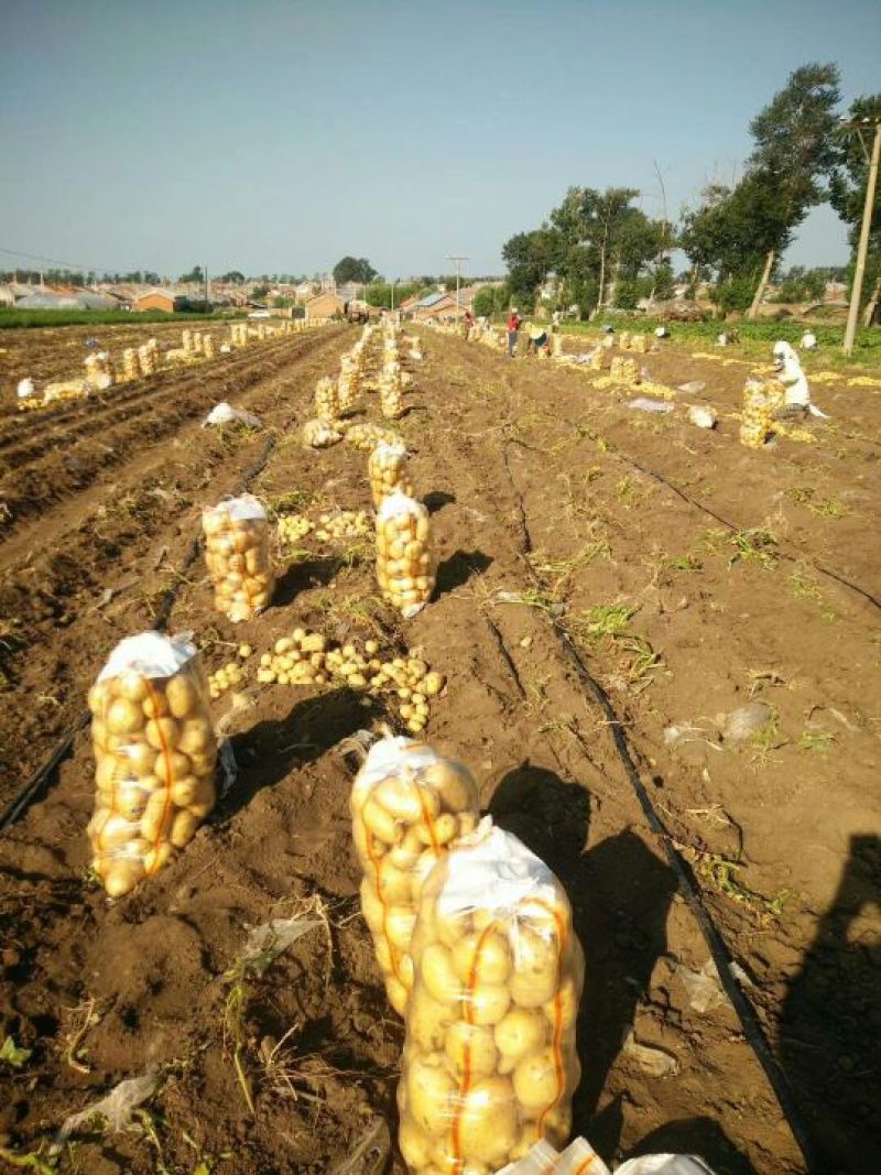 【精品土豆】土豆尤金885黑龙江土豆牡丹江黄皮黄心大土豆