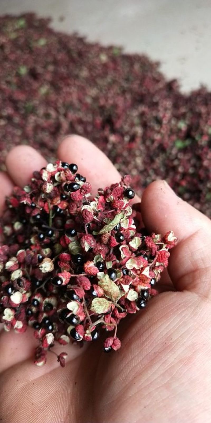 鲜花椒汉源贡椒