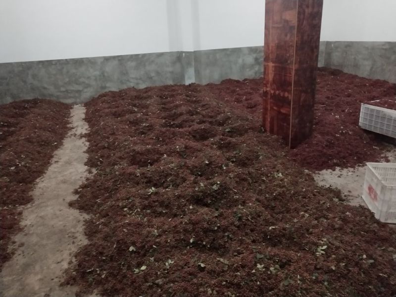 鲜花椒汉源贡椒