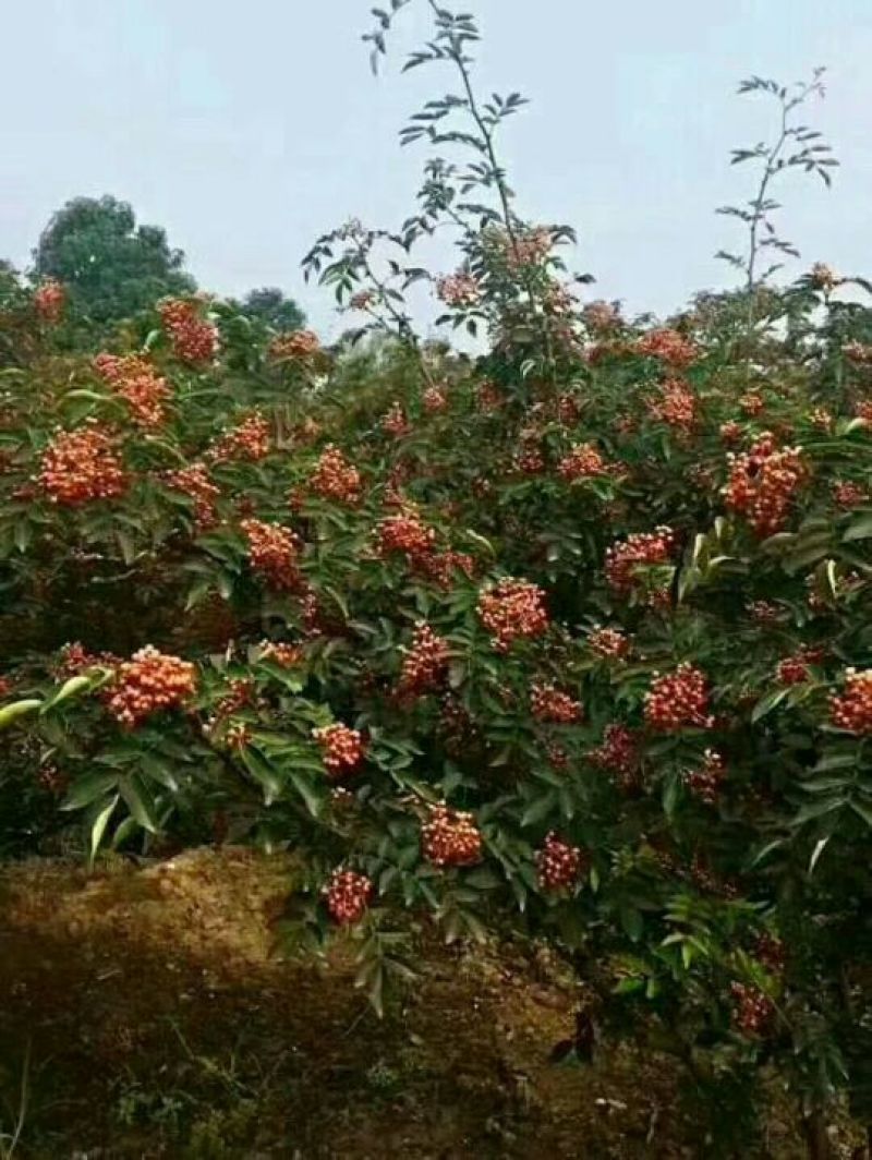 花椒苗种子，大红袍，獅子头，黄盖