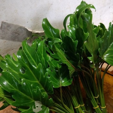 海南鲜花