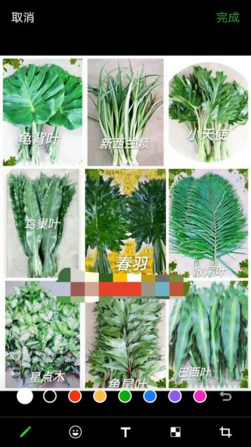 海南鲜花