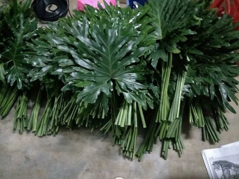 海南鲜花