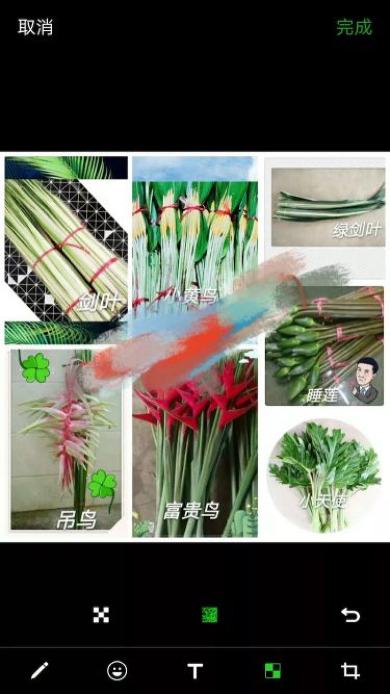 海南鲜花