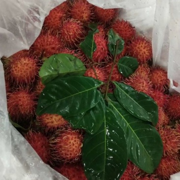 红毛丹
