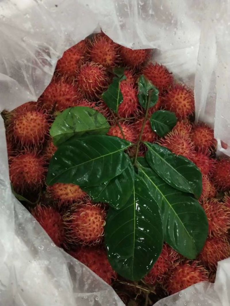 红毛丹