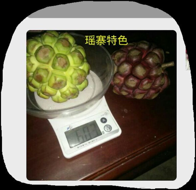 黑老虎《布福娜》苗