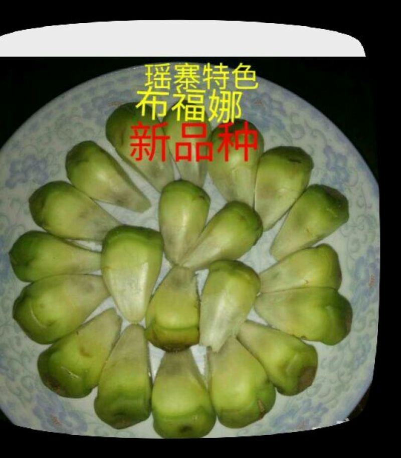 黑老虎《布福娜》苗