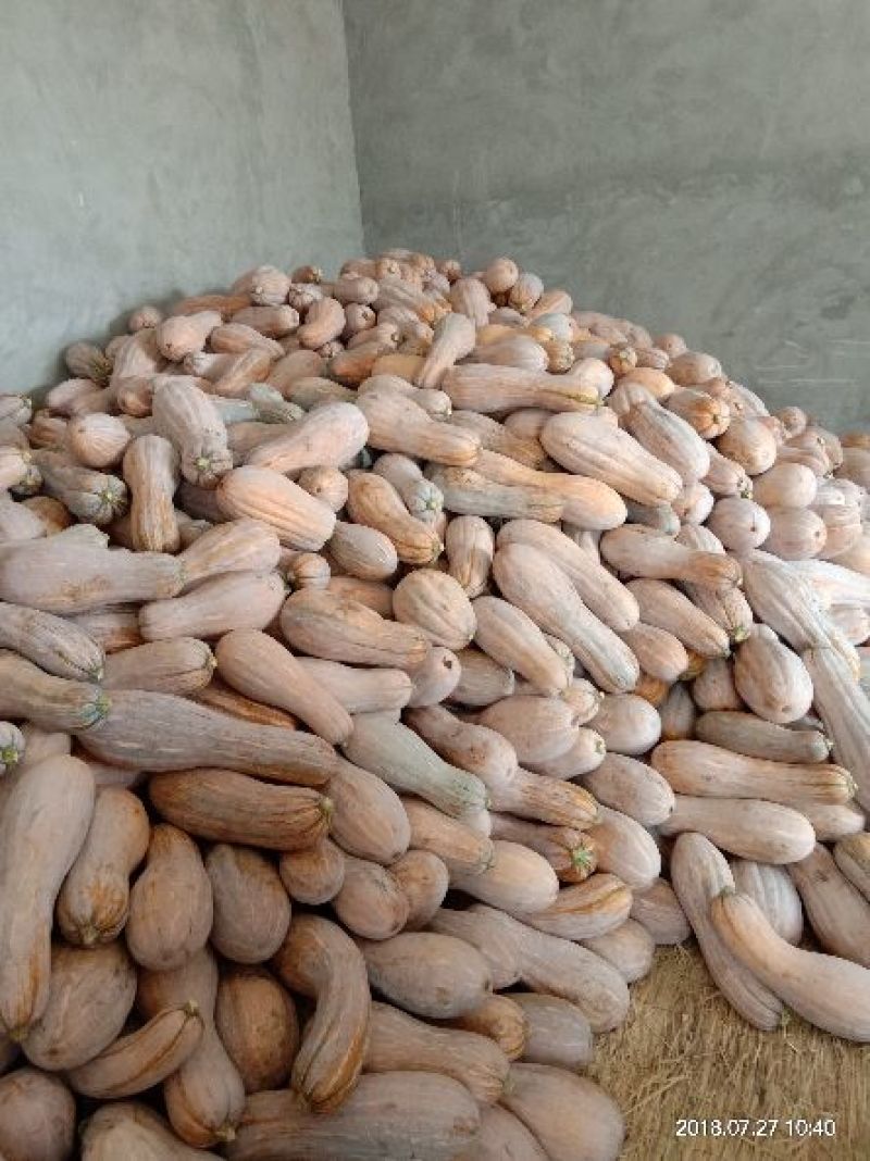 蜜本南瓜