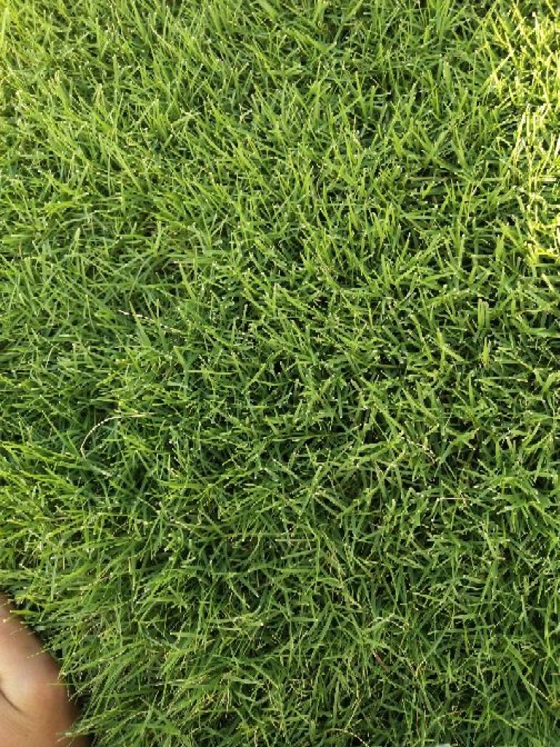 绿化草坪