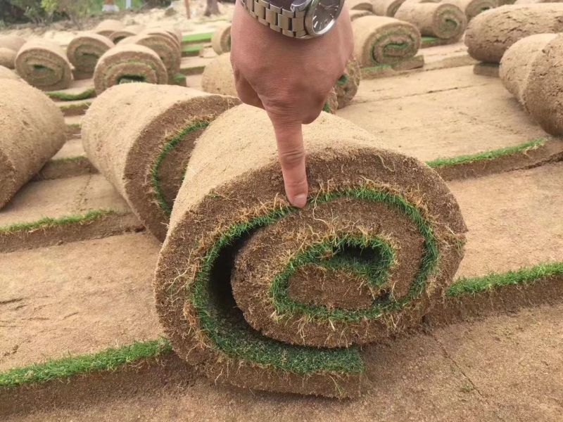 绿化草坪