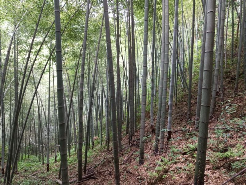 一手优质货源，老山，老龄毛竹大量上市欢迎各位老板电话咨询