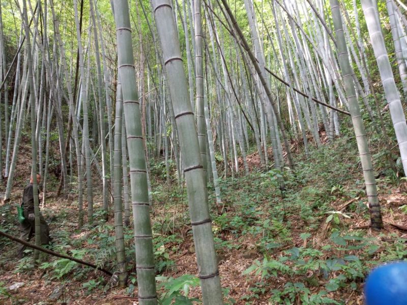 一手优质货源，老山，老龄毛竹大量上市欢迎各位老板电话咨询