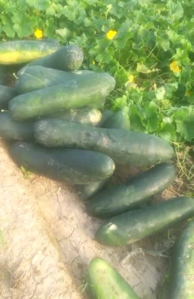 黑皮冬瓜20斤以上地冬瓜