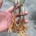 野生仙茅！须要的请联系