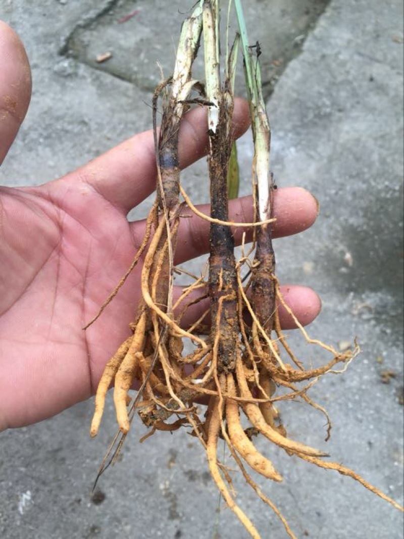 野生仙茅！须要的请联系