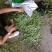 好豆角丝大量上市，干，绿，细，谁要联系我