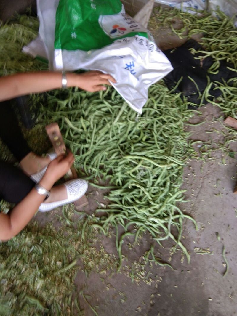 好豆角丝大量上市，干，绿，细，谁要联系我