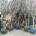 6公分樱花价泰安樱花基地