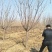 6公分樱花价泰安樱花基地