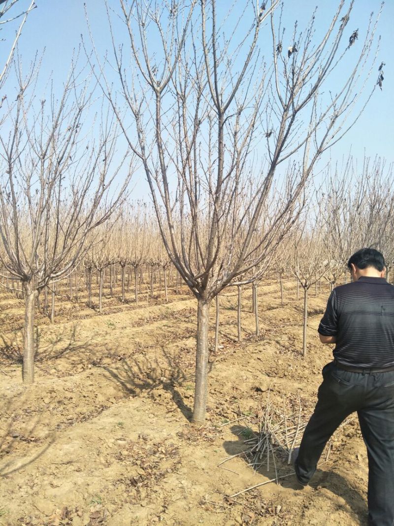 6公分樱花价泰安樱花基地