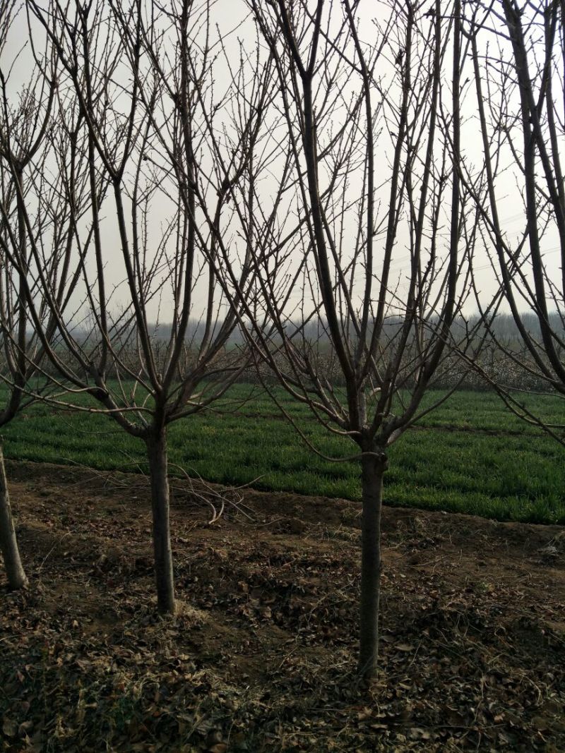 6公分樱花价泰安樱花基地