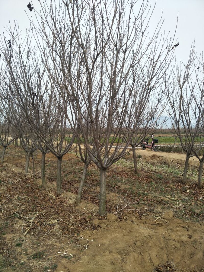 6公分樱花价泰安樱花基地