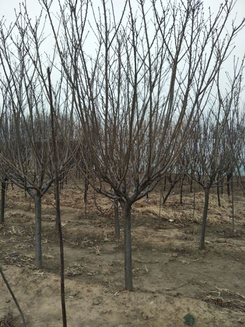 6公分樱花价泰安樱花基地
