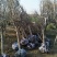 6公分樱花价泰安樱花基地