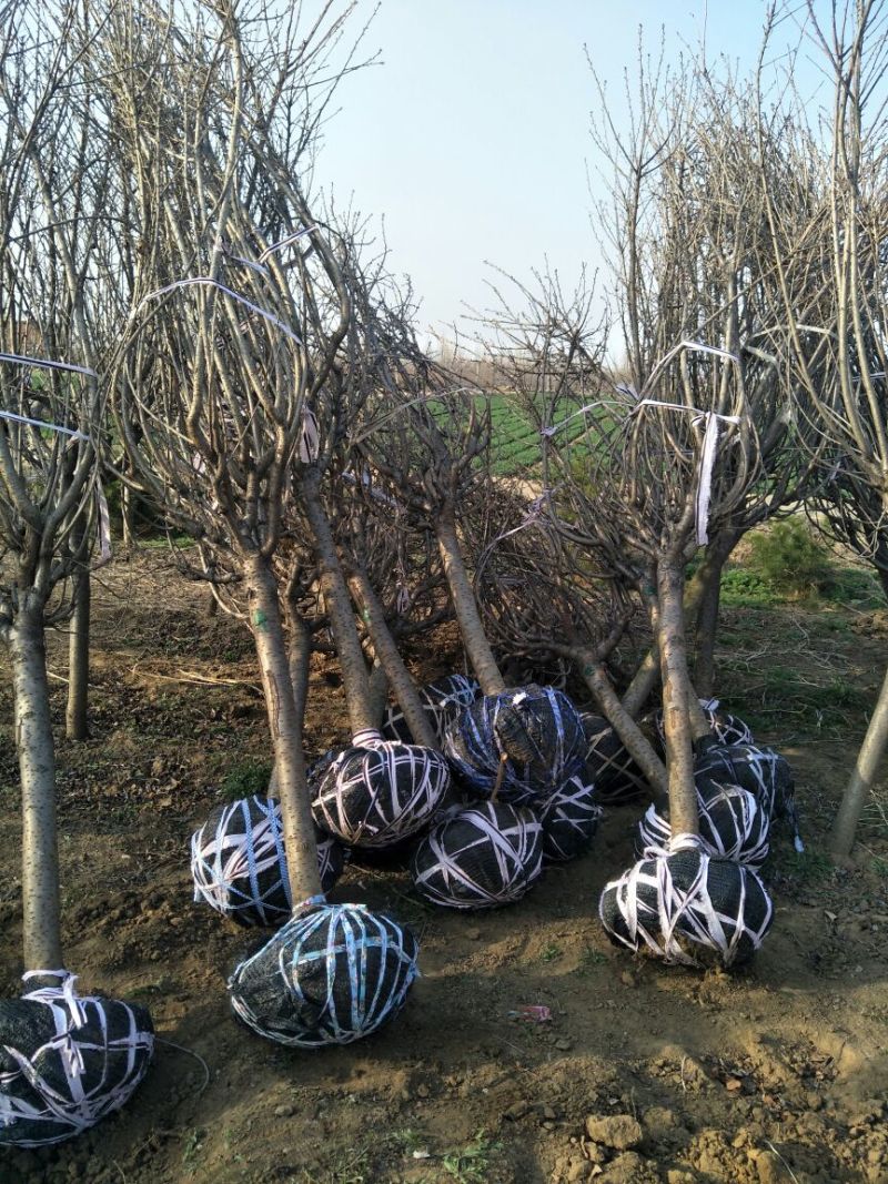 6公分樱花价泰安樱花基地