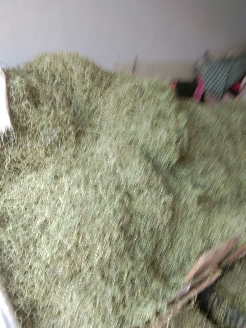豆角丝大量上市