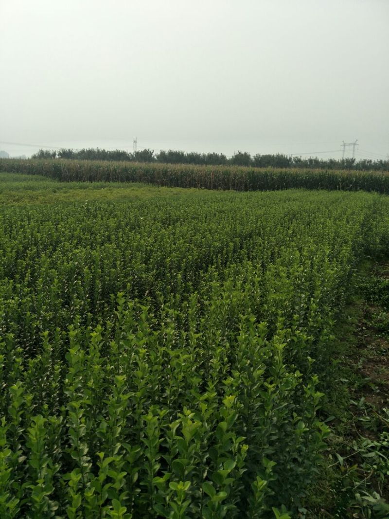 扶芳藤农户自产40-60公分高质优价廉