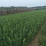 扶芳藤农户自产40-60公分高质优价廉