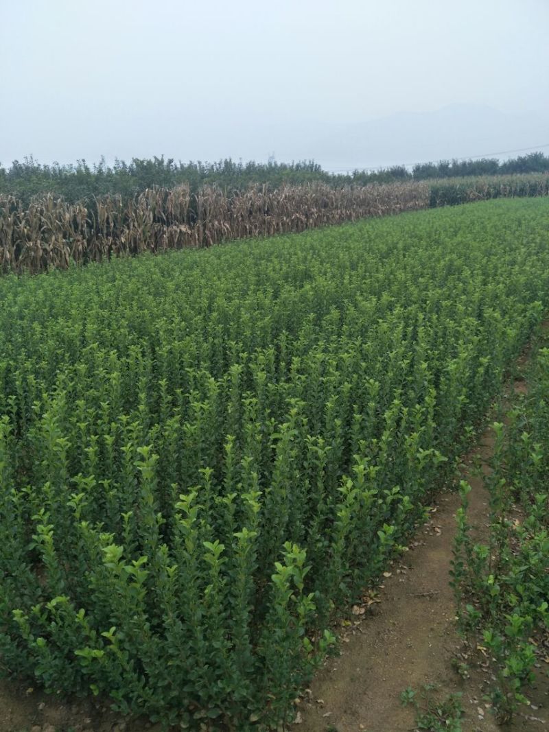 扶芳藤农户自产40-60公分高质优价廉