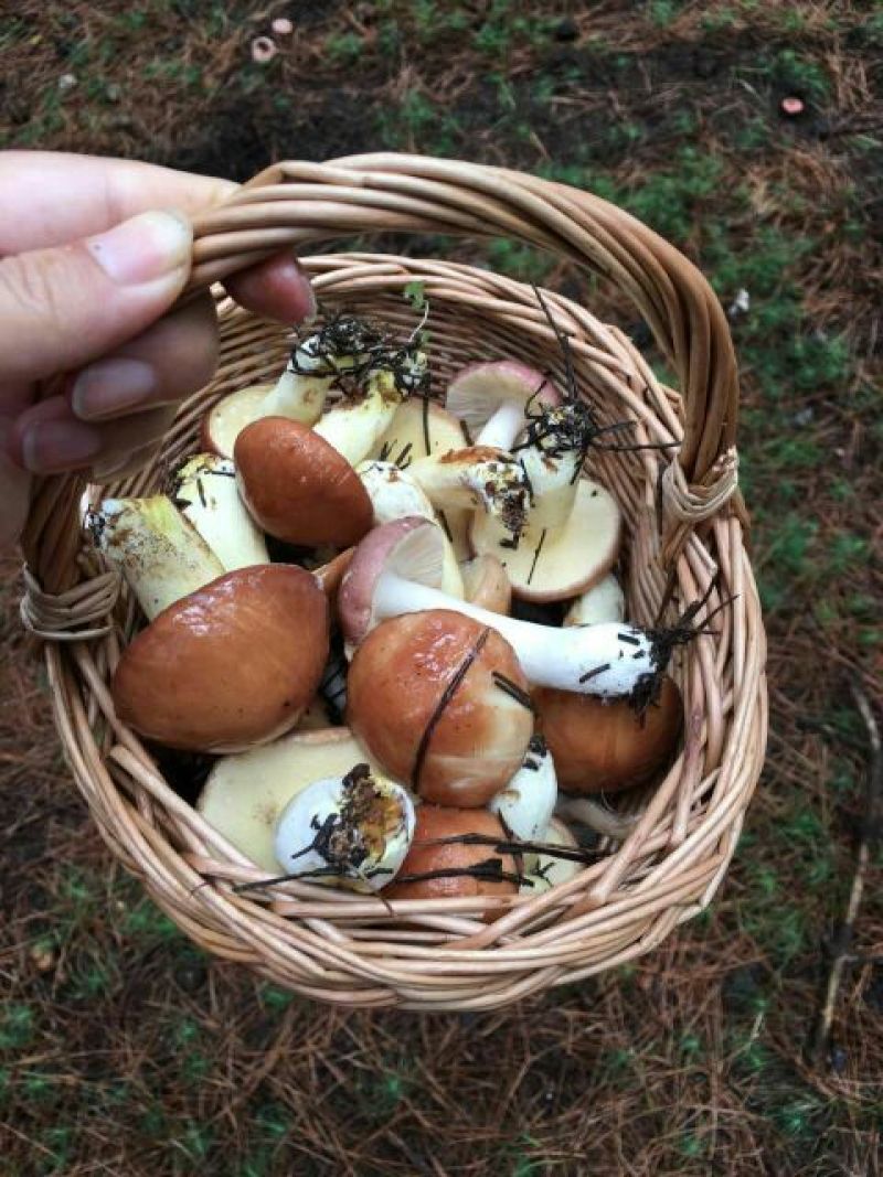 野生松蘑烤干，需要货的老板直接电联