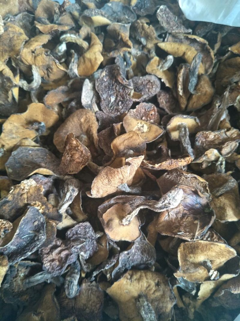 野生松蘑烤干，需要货的老板直接电联