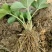 草莓苗妙香甜查理红颜白草莓桃熏草莓提供种植技术